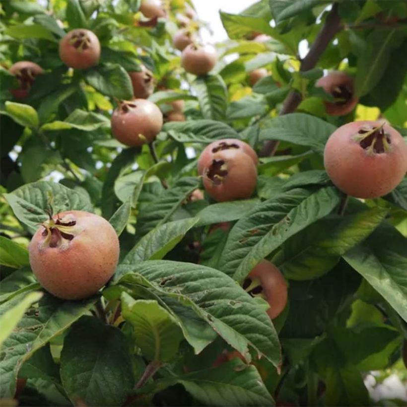 Mespilus germanica Monstrueuse d'Evreïnoff - Nespolo (Raccolta)