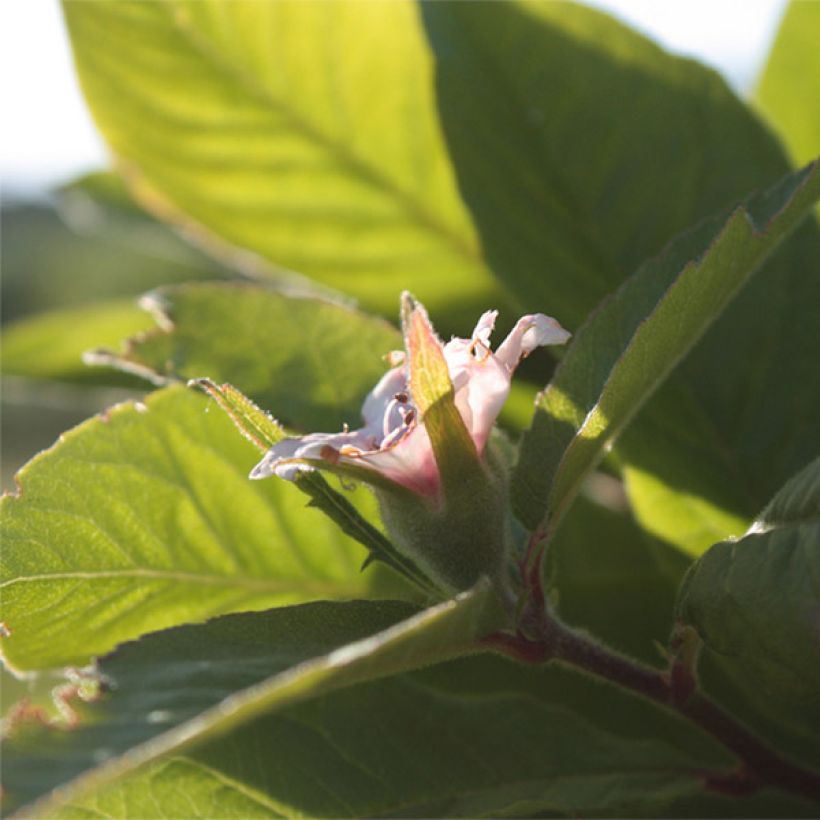 Mespilus germanica Westerveld - Nespolo (Fioritura)