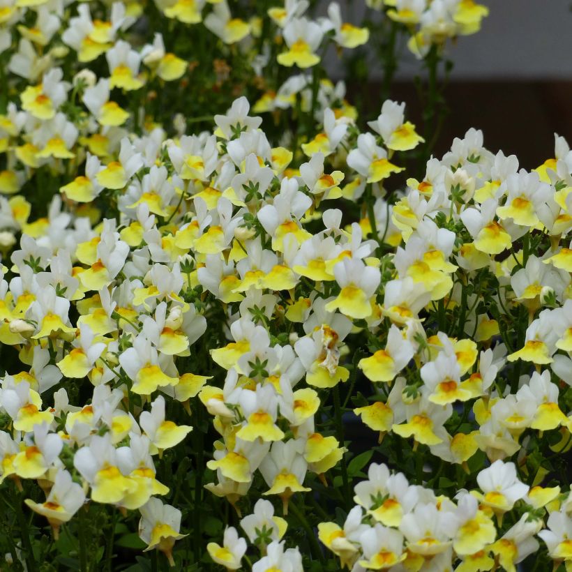 Nemesia Fairy Kisses Citrine (Fioritura)