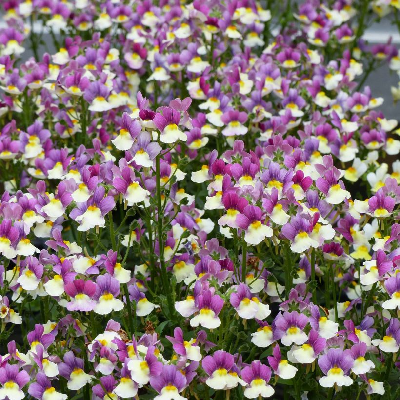 Nemesia Fairy Kisses Vanilla Berry (Fioritura)