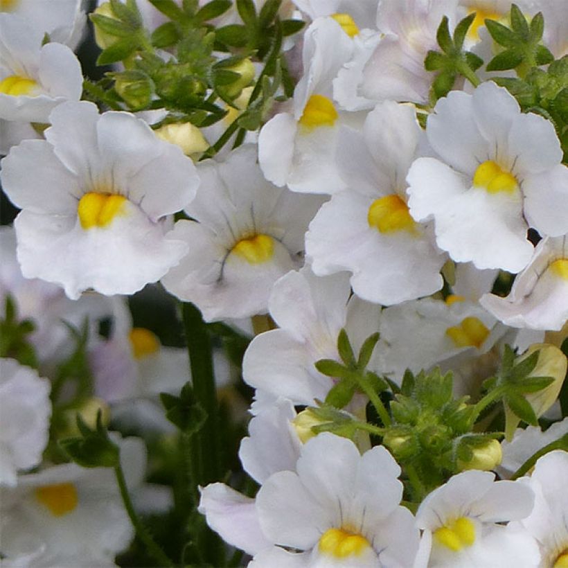 Nemesia Karoo White (Fioritura)