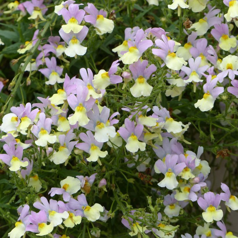 Nemesia Pink Lemonade (Fioritura)