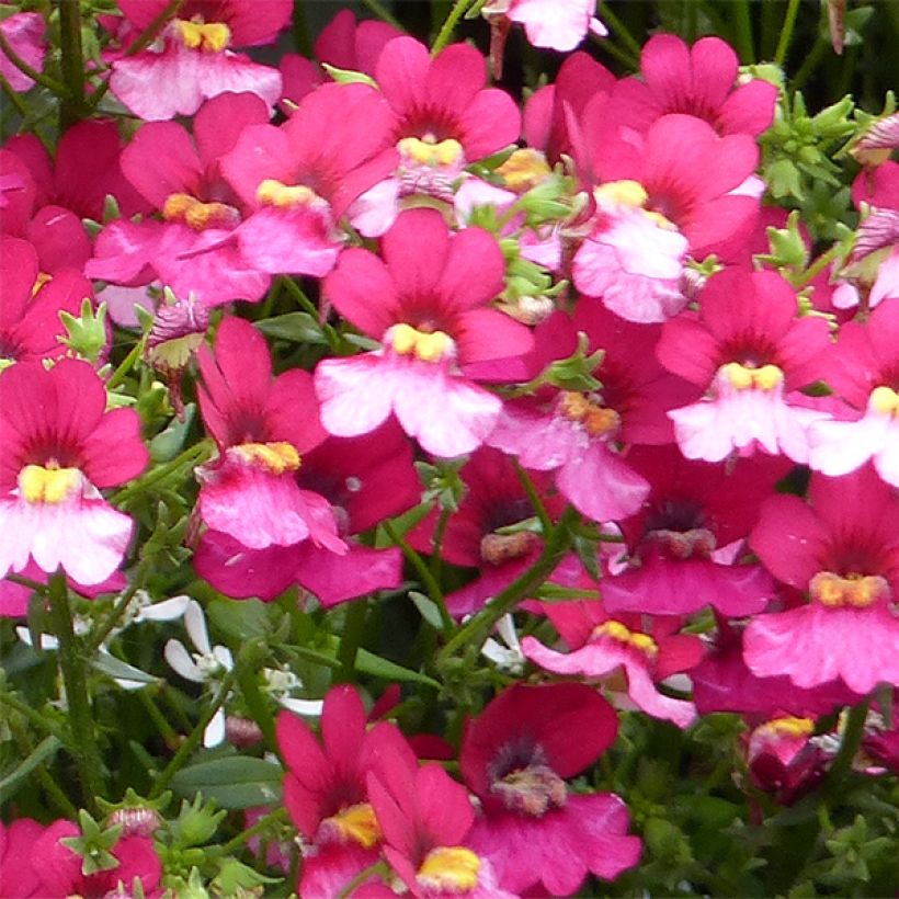 Nemesia Sunsatia Plus Berry Delight (Fioritura)