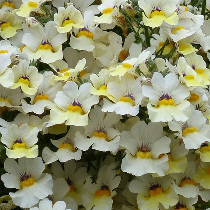 Nemesia Sunsatia Plus Little Vanilla (Fioritura)