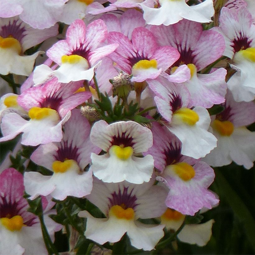 Nemesia Sunsatia Plus Lychee (Fioritura)