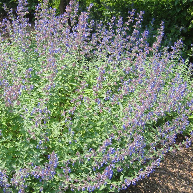 Nepeta Blue Dragon (Fioritura)