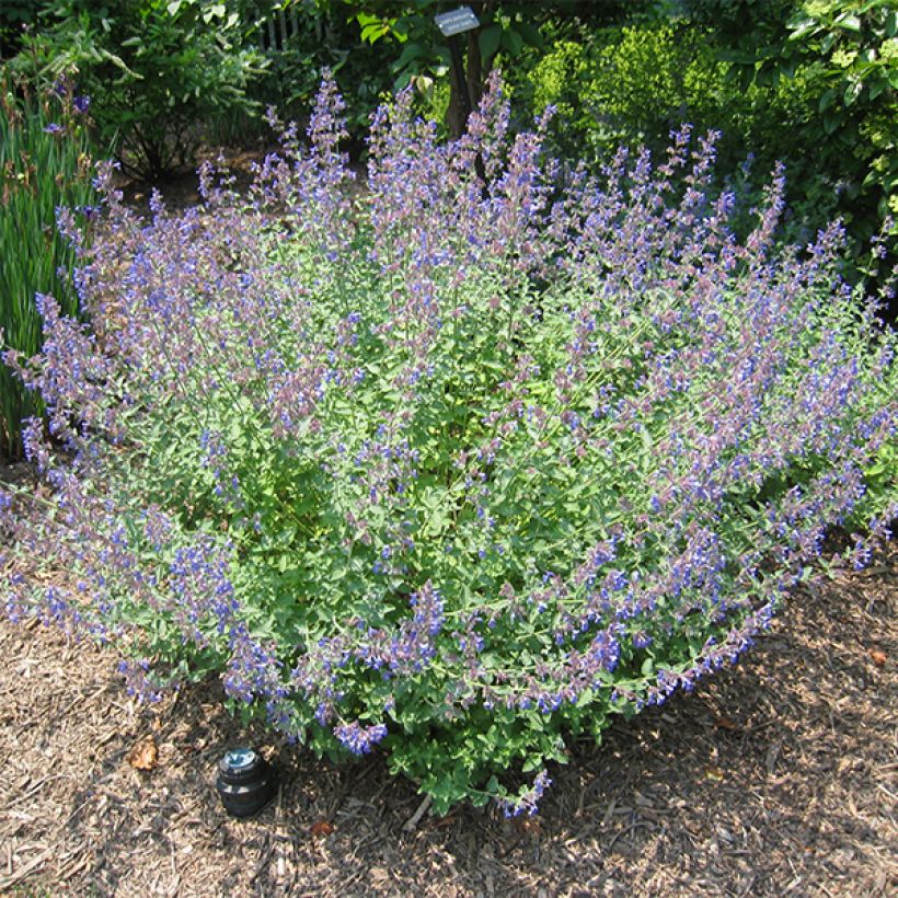 Nepeta Blue Dragon (Porto)