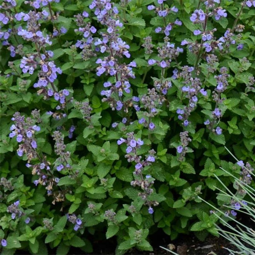 Nepeta faassenii Purrsian Blue (Fogliame)