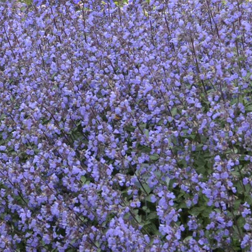 Nepeta faassenii Purrsian Blue (Fioritura)