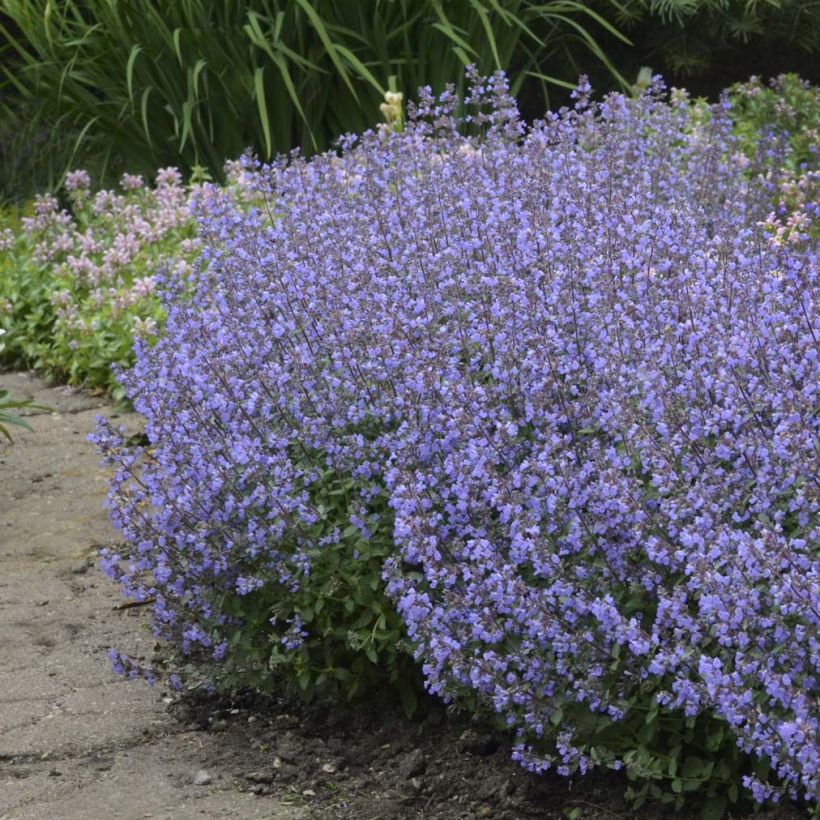 Nepeta faassenii Purrsian Blue (Porto)