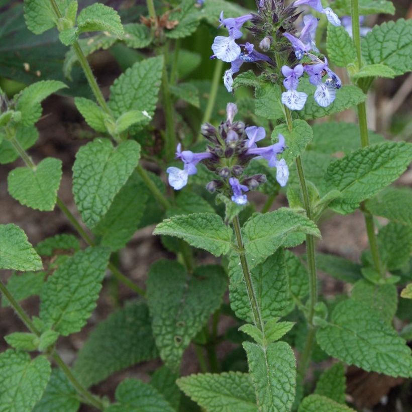 Nepeta clarkei (Fogliame)