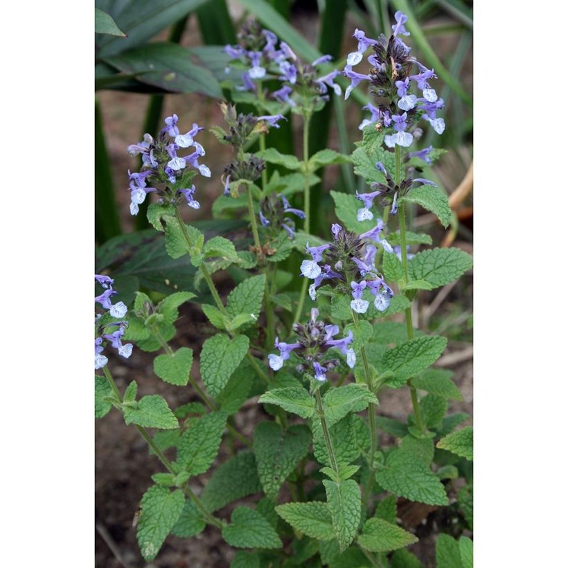 Nepeta clarkei (Porto)