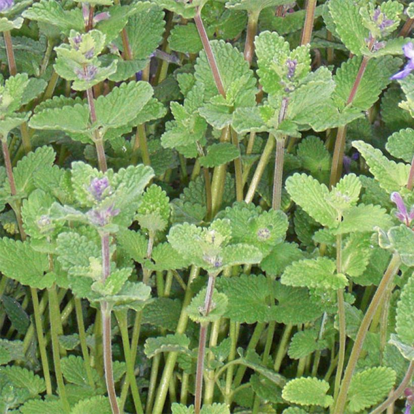 Nepeta faassenii - Erba dei gatti (Fogliame)