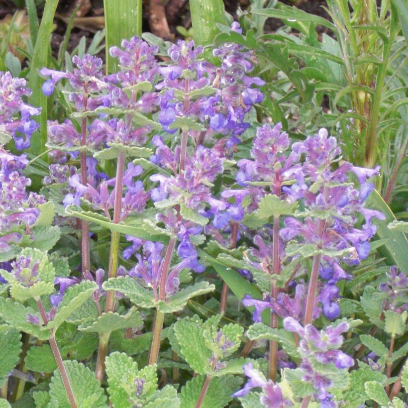 Nepeta faassenii - Erba dei gatti (Fioritura)