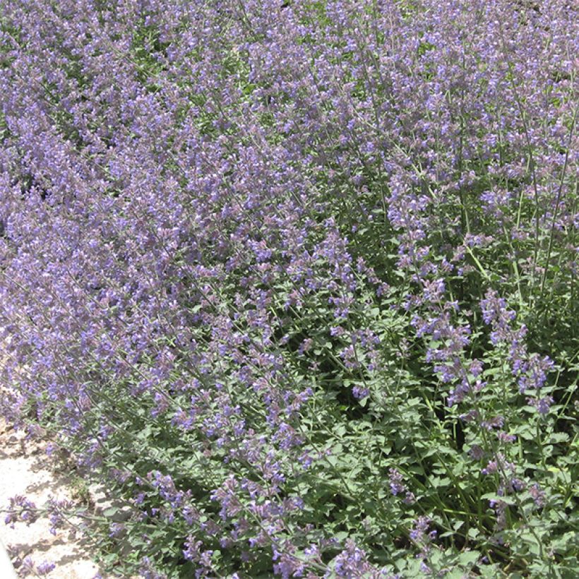 Nepeta faassenii - Erba dei gatti (Porto)