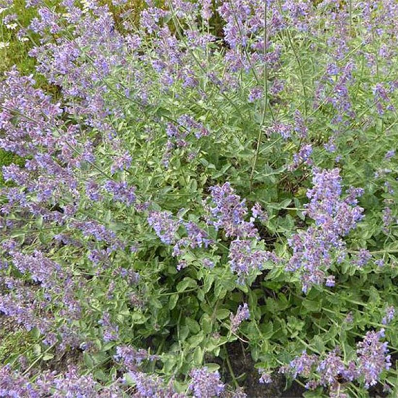 Nepeta faassenii Six Hills Gold (Fioritura)