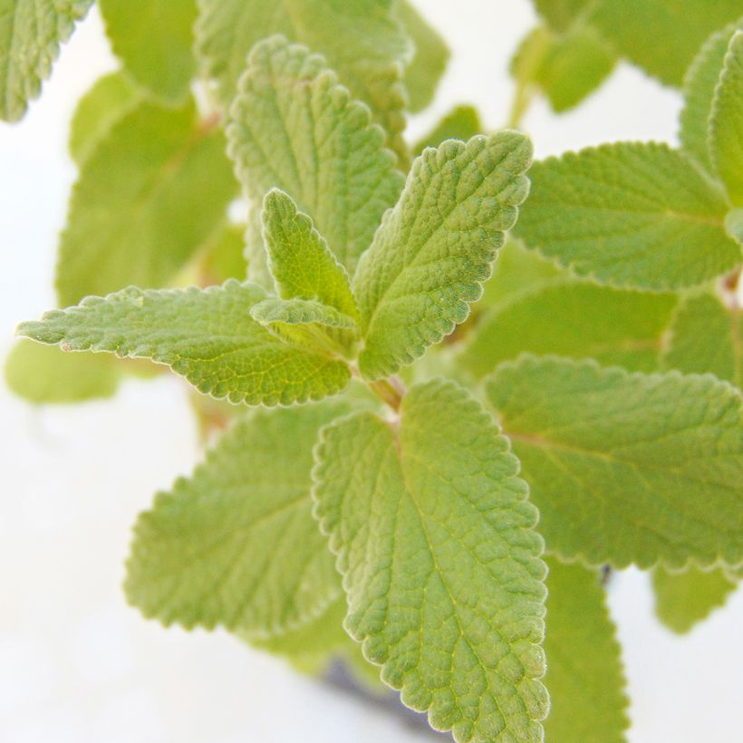 Nepeta grandiflora Bramdean (Fogliame)