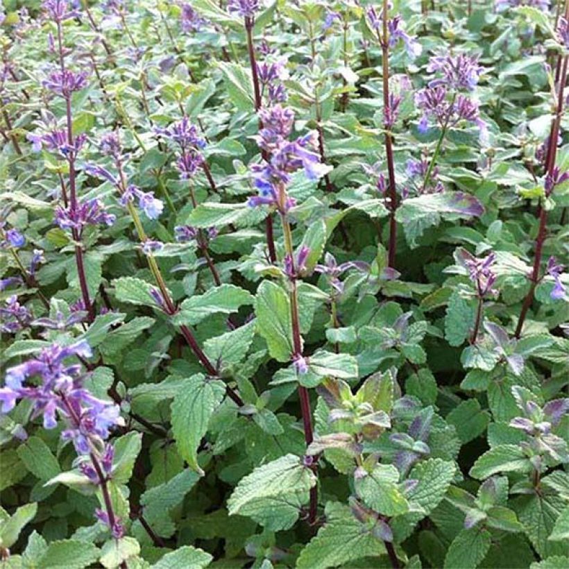 Nepeta grandiflora Bramdean (Fioritura)