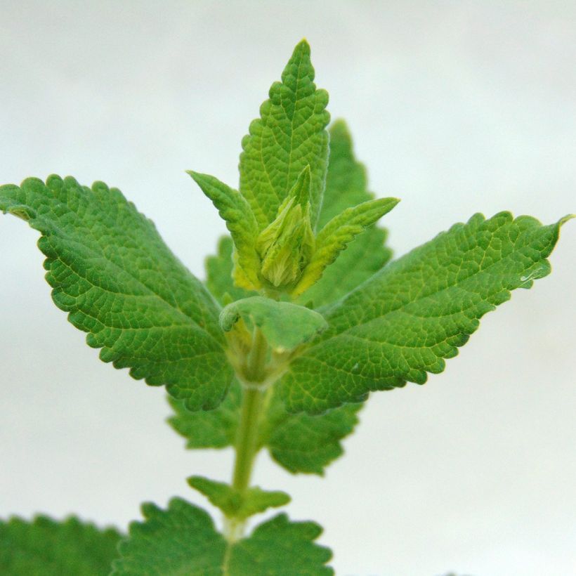 Nepeta grandiflora Dawn to Dusk (Fogliame)