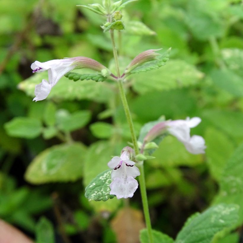 Nepeta grandiflora Dawn to Dusk (Fioritura)