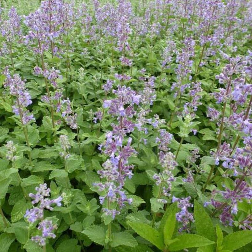 Nepeta grandiflora Summer Magic (Fogliame)