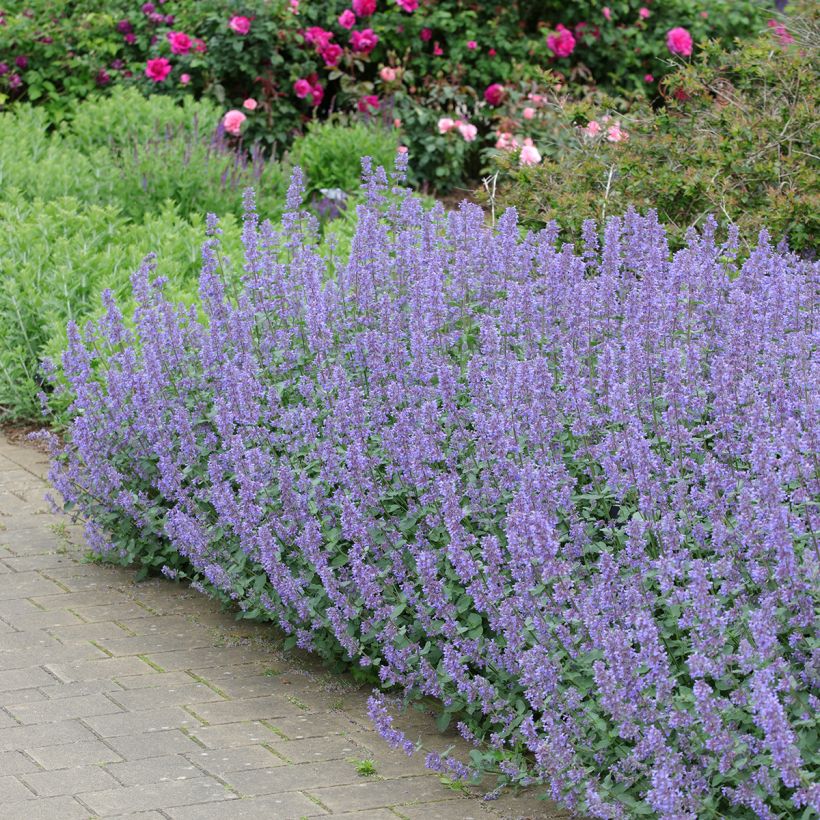 Nepeta grandiflora Summer Magic (Porto)