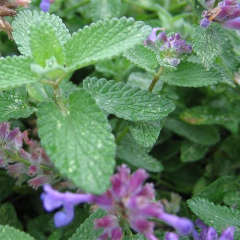 Nepeta grandiflora Wild Cat (Fogliame)