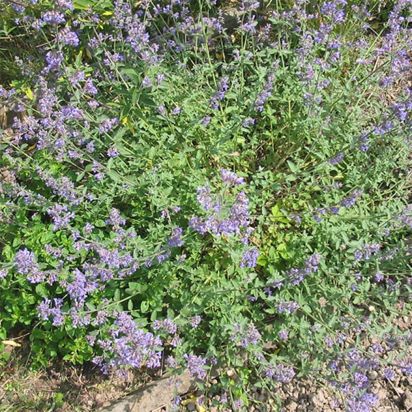 Nepeta grandiflora Wild Cat (Porto)