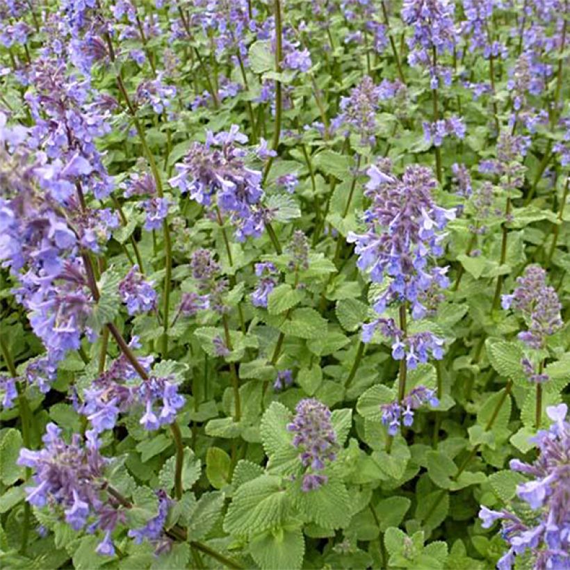 Nepeta grandiflora Zinser's Giant (Porto)