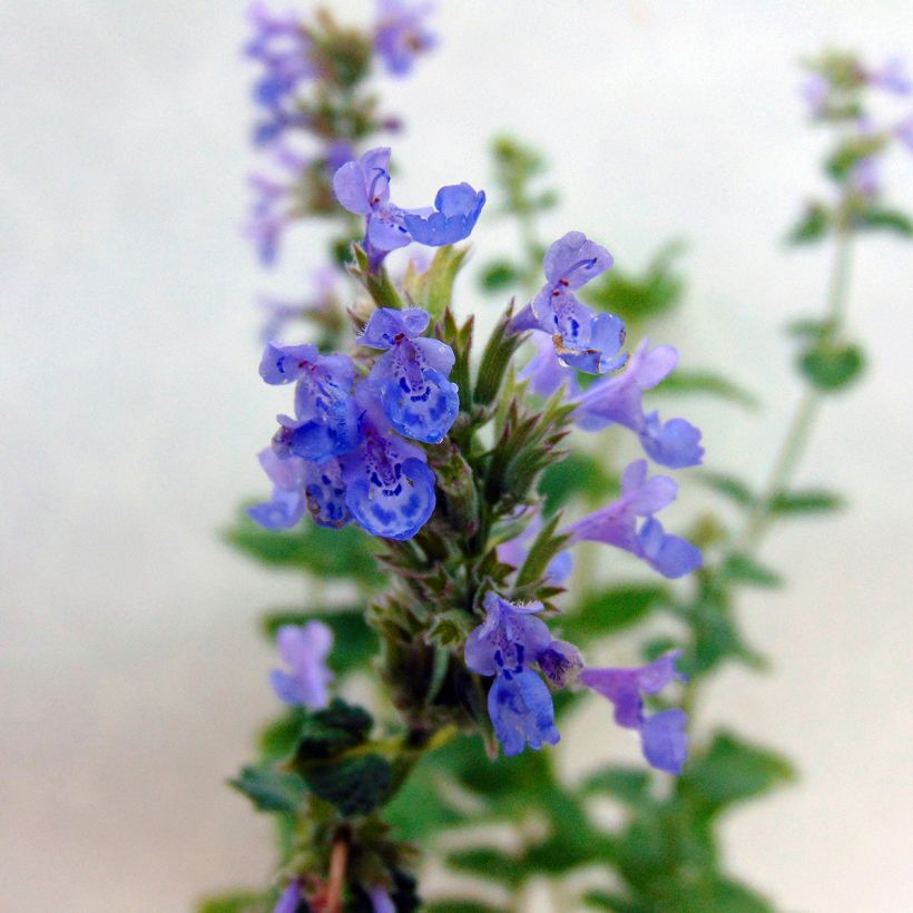 Nepeta grandiflora Zinser's Giant (Fioritura)