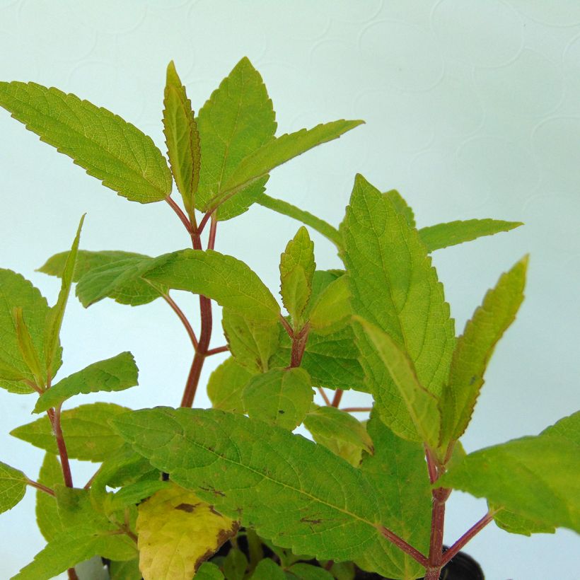 Nepeta kubanica (Fogliame)