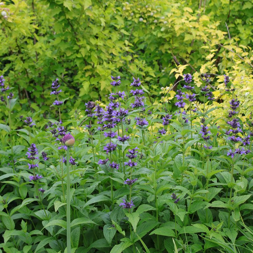 Nepeta kubanica (Porto)