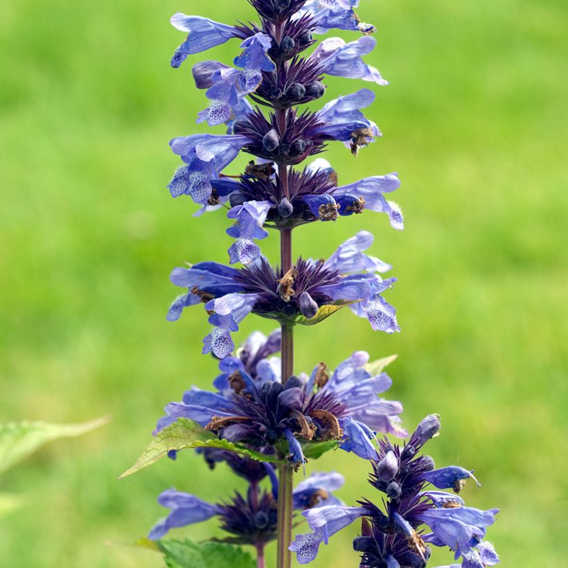 Nepeta kubanica (Fioritura)