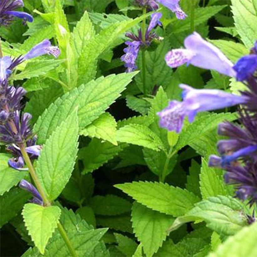 Nepeta manchuriensis Manchu Blue (Fogliame)