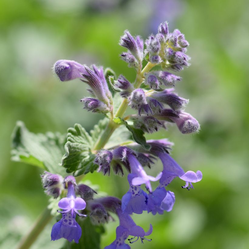 Nepeta manchuriensis Manchu Blue (Fioritura)