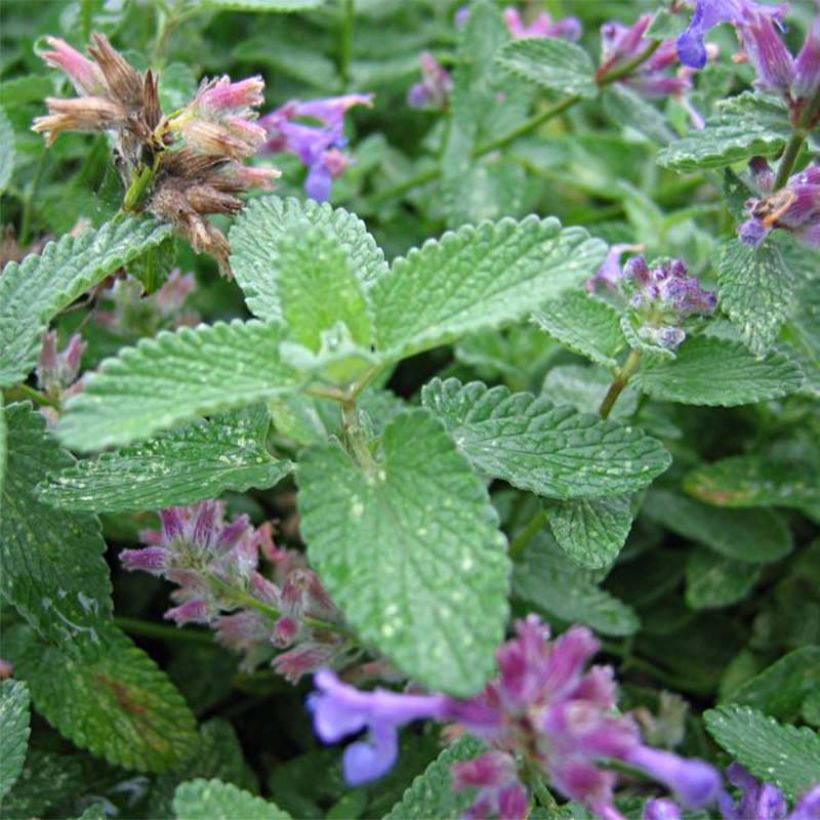 Nepeta mussini - Erba dei gatti (Fogliame)