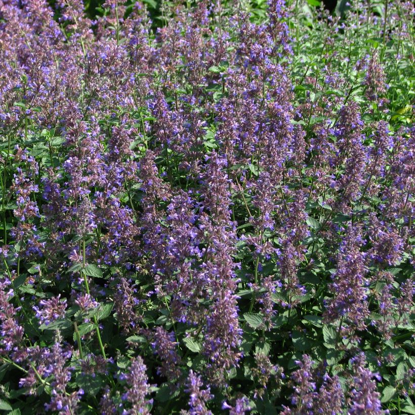 Nepeta mussini - Erba dei gatti (Fioritura)