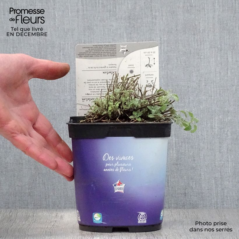 Nepeta mussinii (racemosa) - Chataire en pot de 2/3 litres esemplare consegnato in inverno