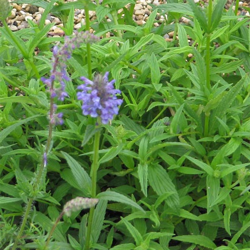 Nepeta nervosa (Fogliame)