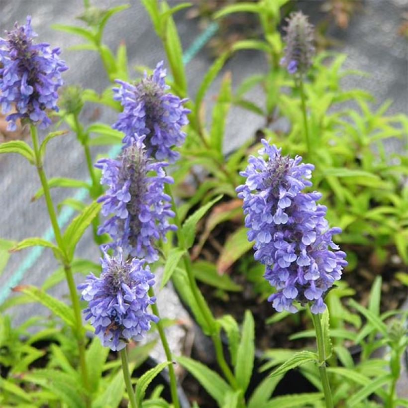 Nepeta nervosa (Fioritura)