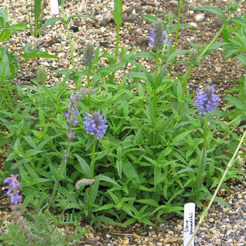 Nepeta nervosa (Porto)