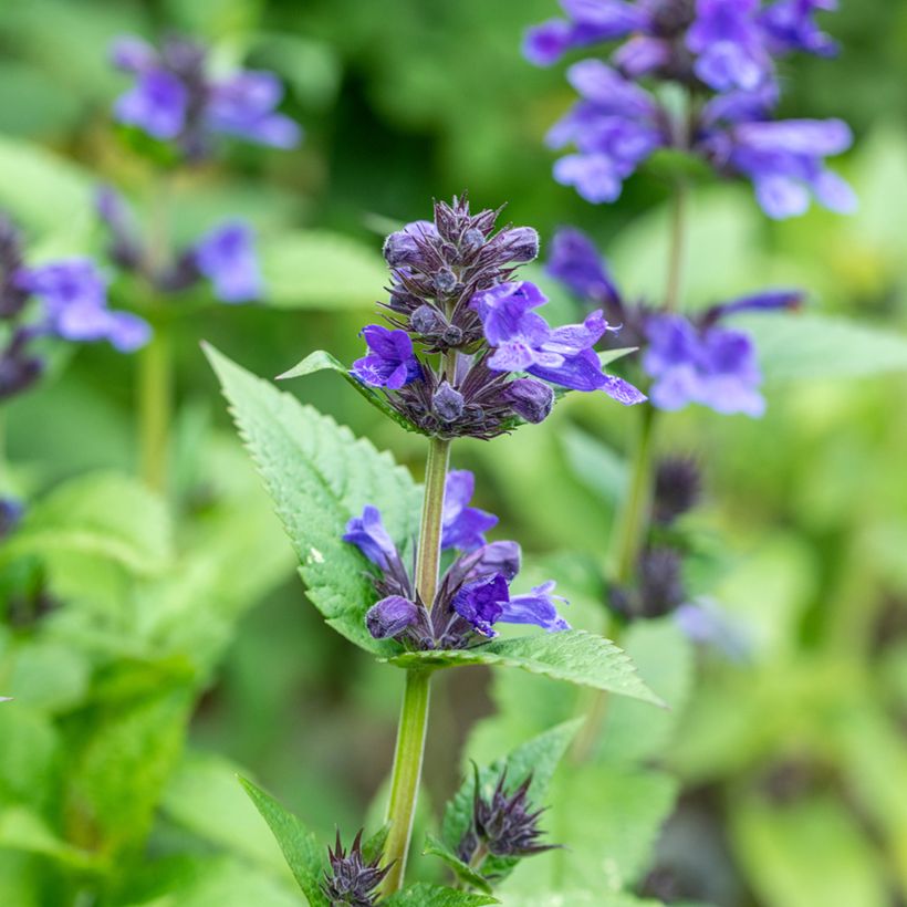 Nepeta nervosa Neptune (Fioritura)