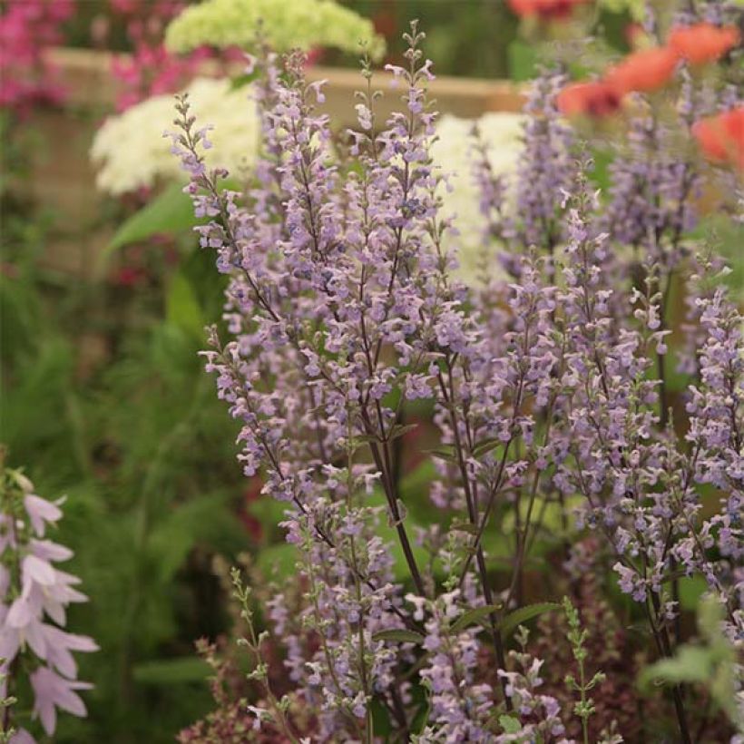 Nepeta nuda Purple Cat (Fioritura)