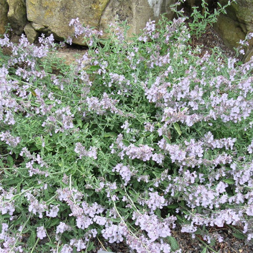 Nepeta racemosa Snowflake (Fioritura)