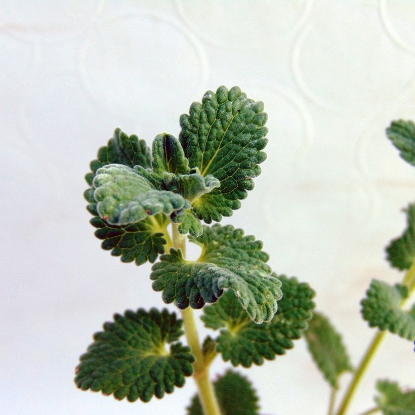 Nepeta racemosa Snowflake (Fogliame)