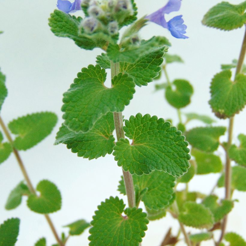 Nepeta racemosa Superba (Fogliame)