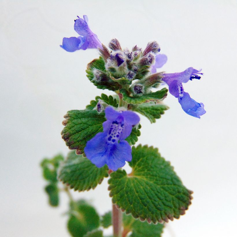 Nepeta racemosa Superba (Fioritura)