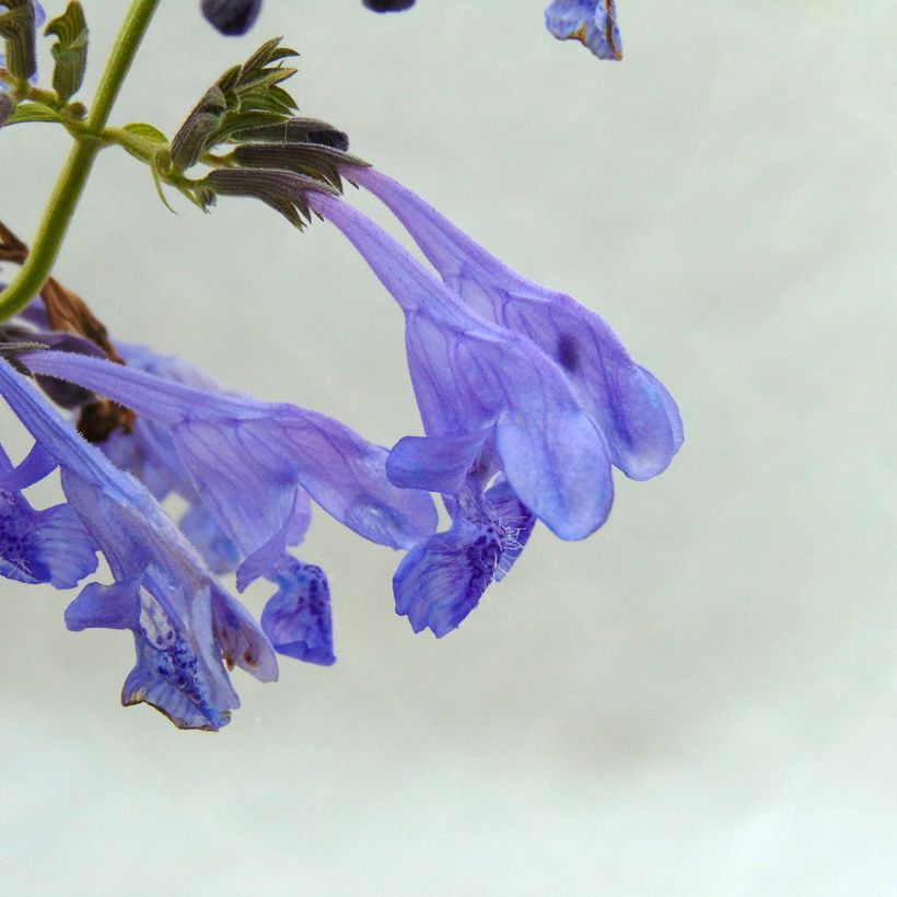 Nepeta sibirica Souvenir d Andre Chaudron (Fioritura)