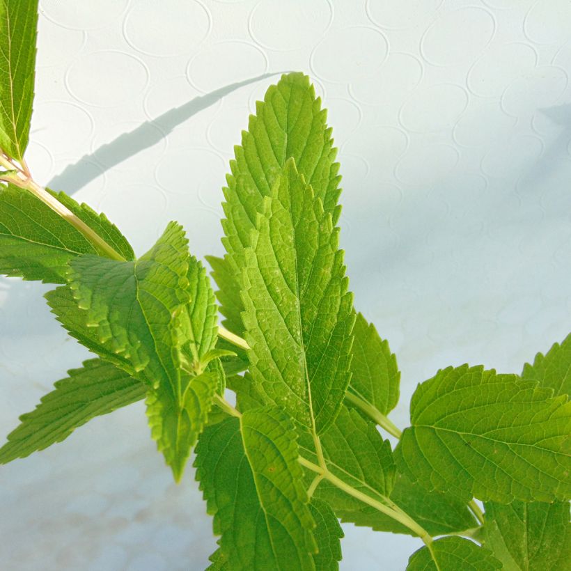 Nepeta subsessilis (Fogliame)