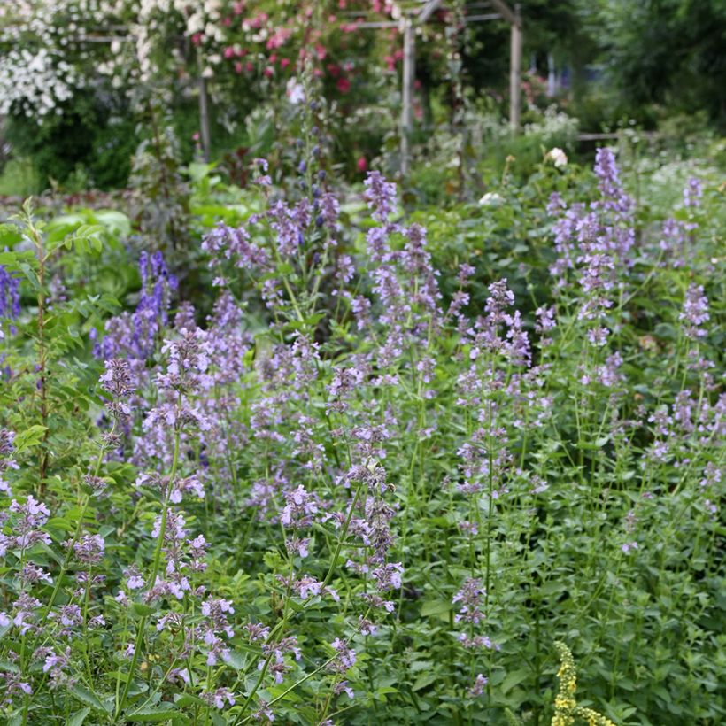 Nepeta subsessilis (Porto)